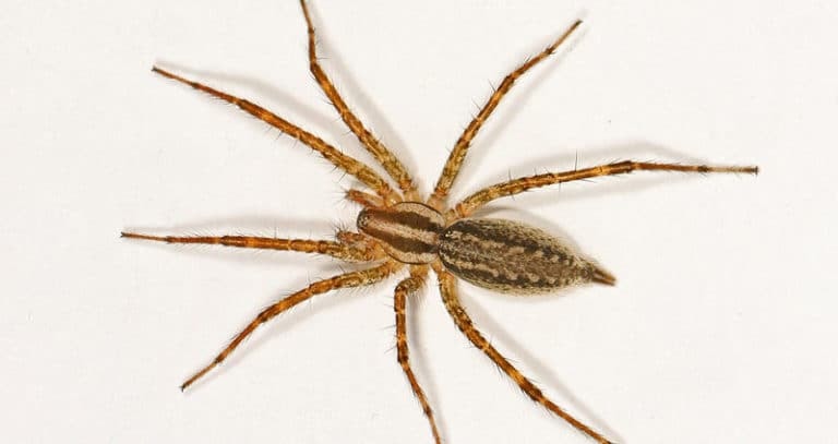 Spiders